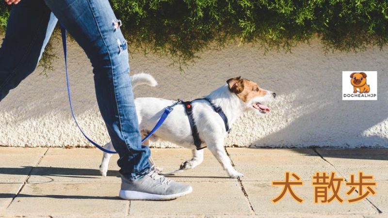 犬 散歩の意外なメリット