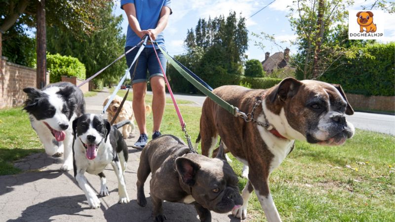 犬を定期的に散歩させるメリット