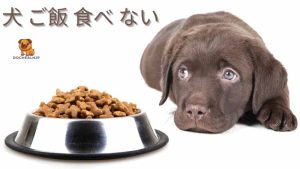 犬 ご飯 食べ ないときはどうすればいいですか？
