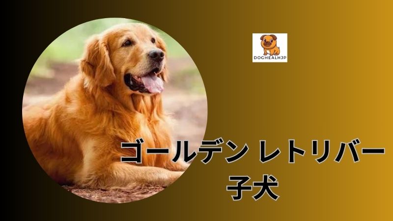 ゴールデン レトリバー 子犬の特別な理由