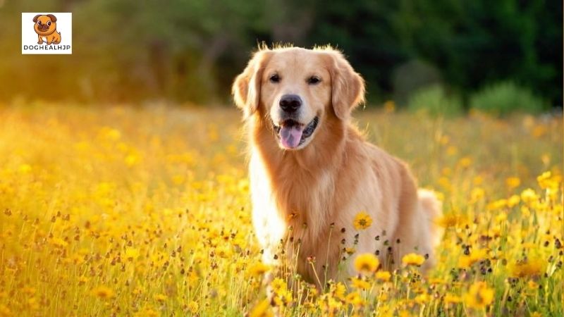 ゴールデン レトリバー 子犬概要