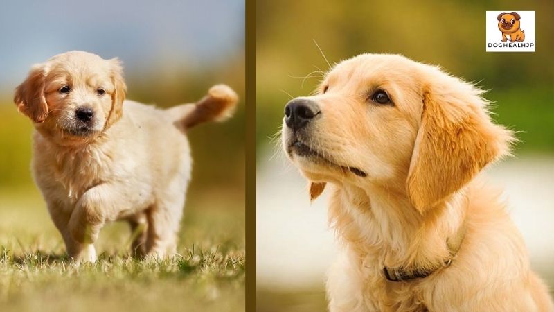 ゴールデン レトリバー 子犬の飼い方