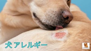 犬 アレルギー: 症状と治療法
