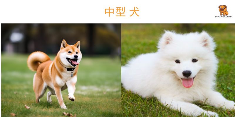 中型 犬