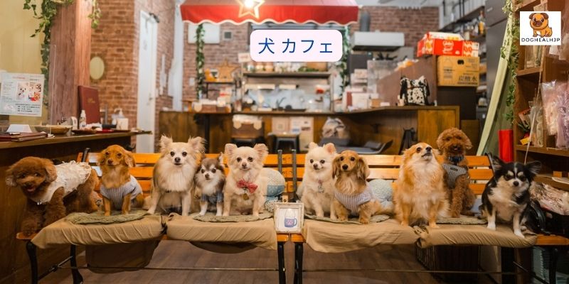 犬 カフェ