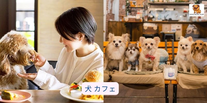 犬 カフェ