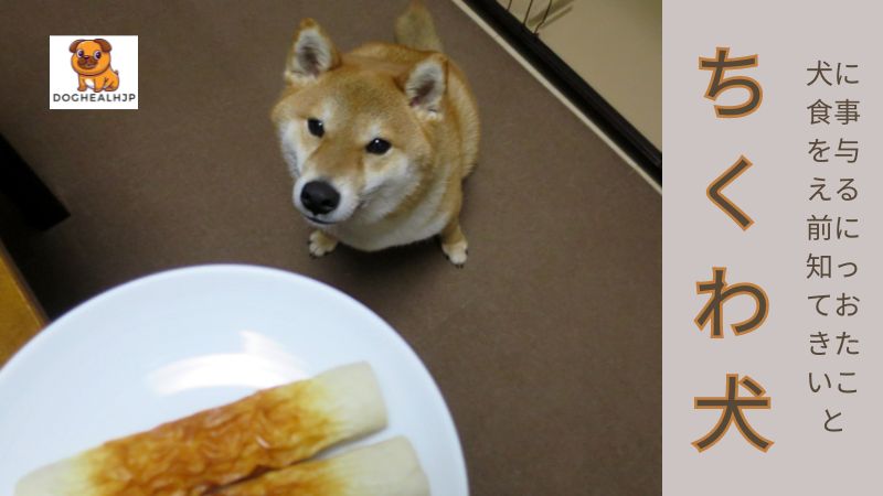 ちくわ 犬：犬に食事を与える前に知っておきたいこと