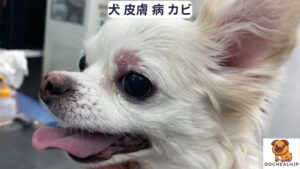 犬 皮膚 病 カビ