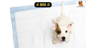 犬 膀胱 炎