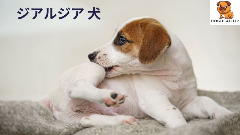 ジアルジア 犬 