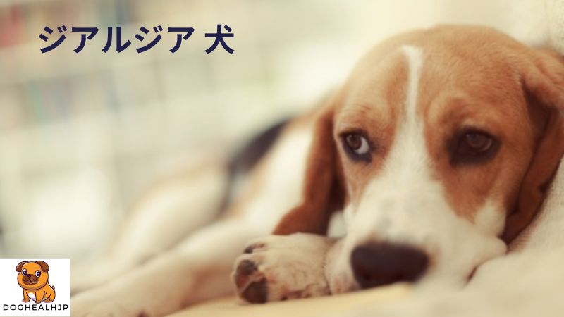 ジアルジア 犬 