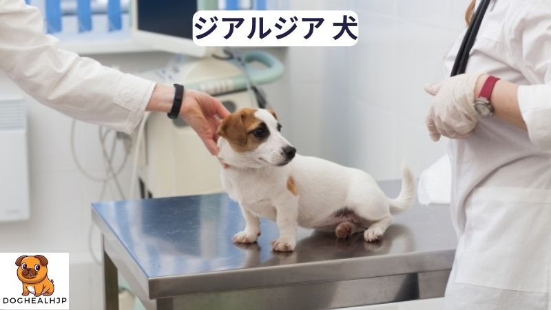 ジアルジア 犬 