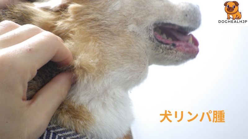 犬 リンパ腫