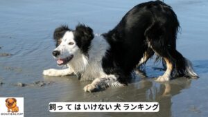 飼っ て は いけない 犬 ランキング